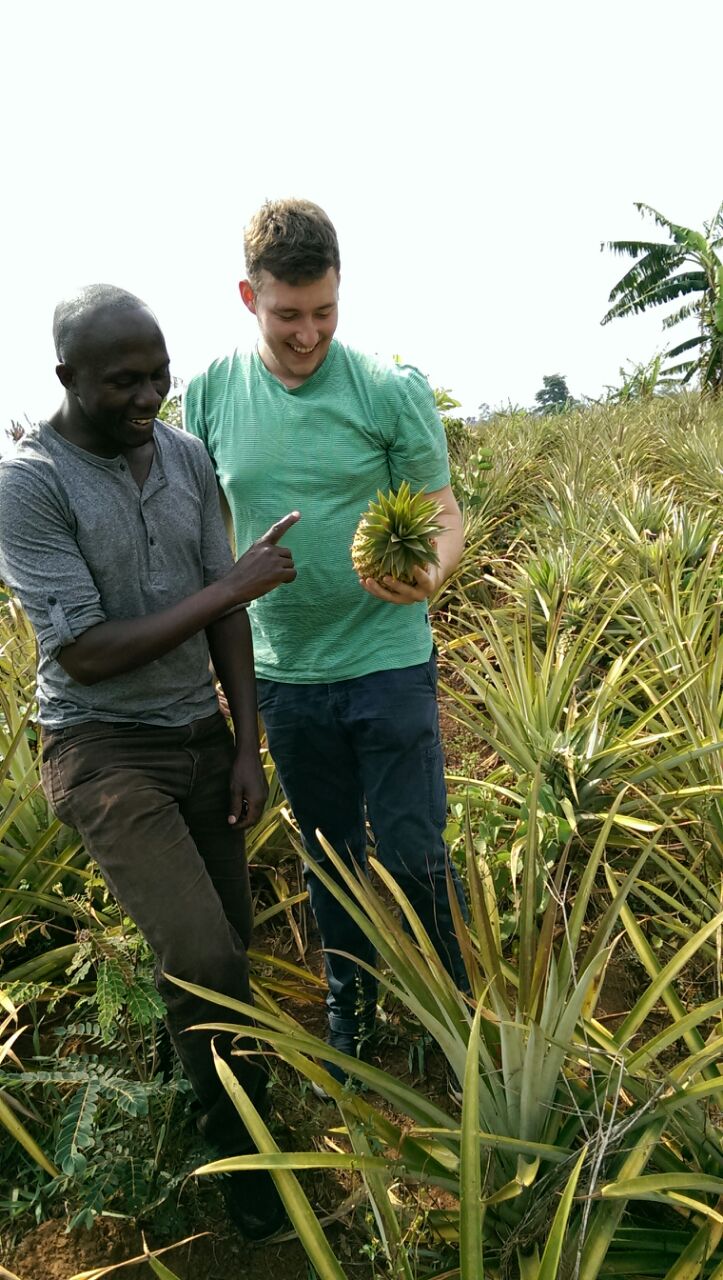 Ananas_Farming
