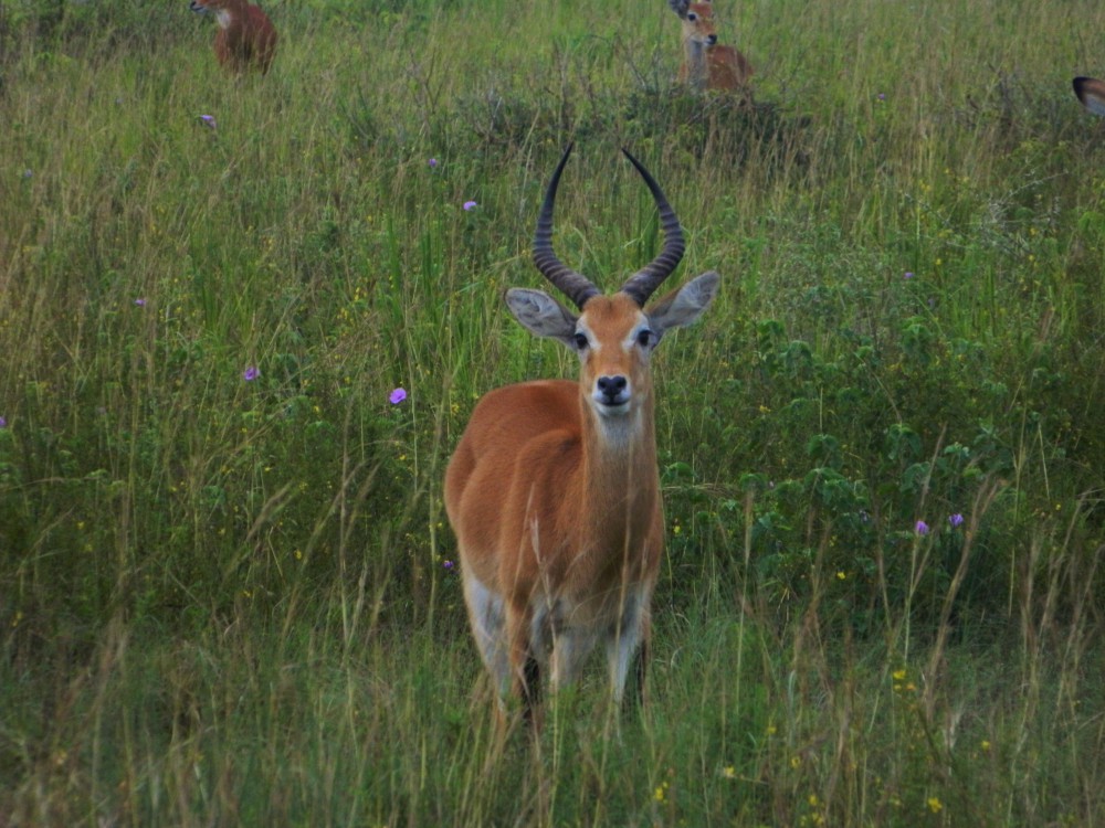 Murchison Falls Nationalpark