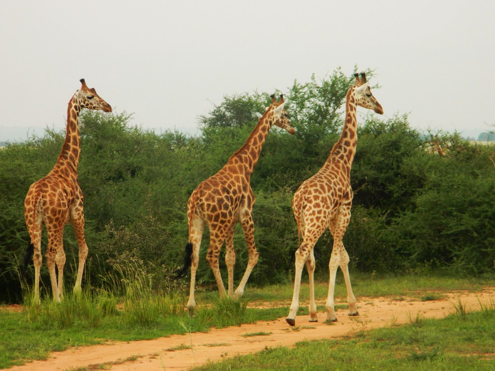 Murchison Falls Nationalpark