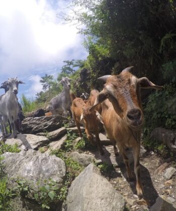 Straßenhunde & Social Trekking – Bild 18