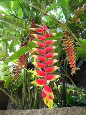 Exotische Pflanze