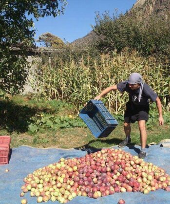 Volontär bei der Apfelernte im Annapurna-Workcamp