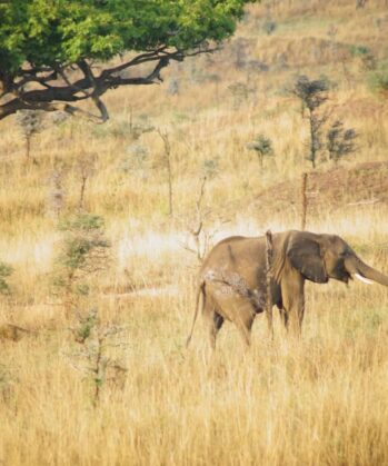 Elefant im Murchison Falls Park