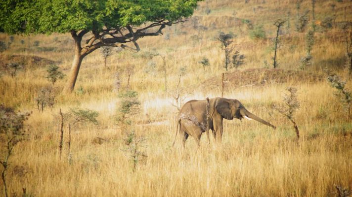 Elefant im Murchison Falls Park
