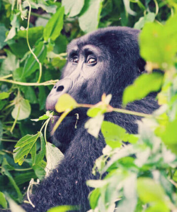 Gorilla im Grünen