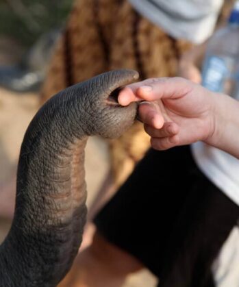 Elefantenrüssel berührt Hand