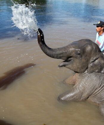 Volontärin mit einem Mahout und einem Elefanten im Wasser