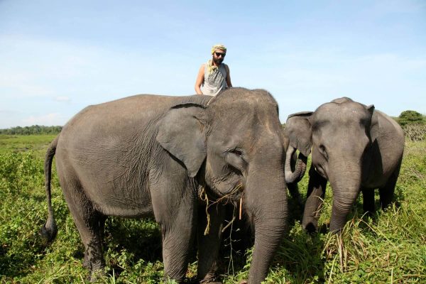 Mahout reitet auf einem Elefanten