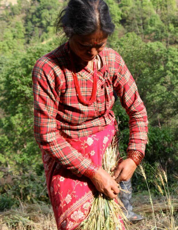 Nepalesische Frau bei der Farmarbeit