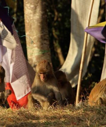 Fünf Affen sitzen zwischen bunten Gebetsfahnen