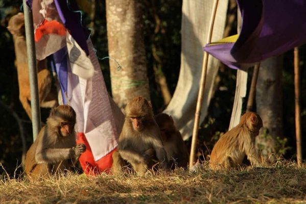 Fünf Affen sitzen zwischen bunten Gebetsfahnen
