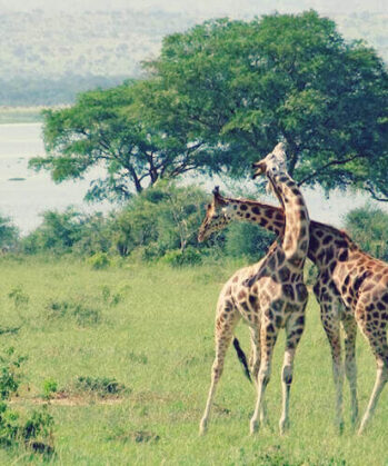Zwei Giraffen im Nationalpark in Uganda