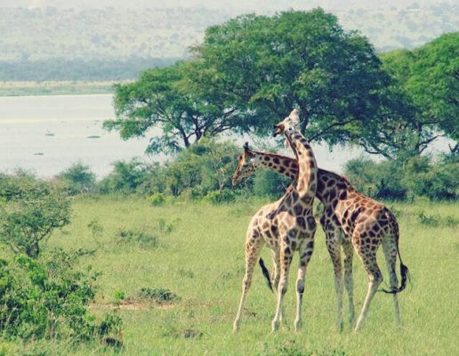 Zwei Giraffen im Nationalpark in Uganda