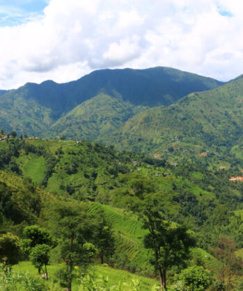 Grüne Natur in Gaujini