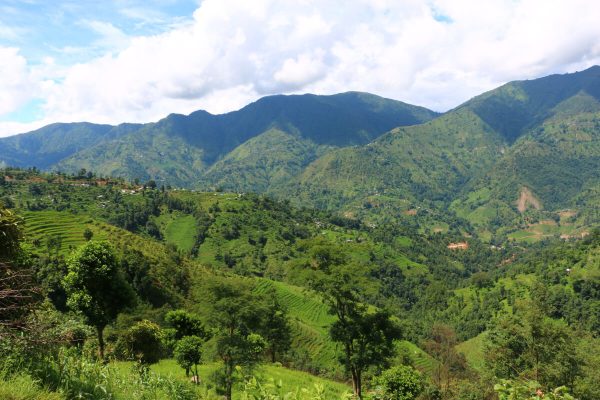 Grüne Natur in Gaujini