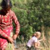 Farming in Gaujini
