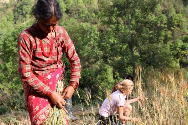 Farming in Gaujini