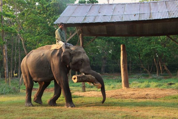 Mahout reitet auf Elefant der einen Baumstamm im Maul hat