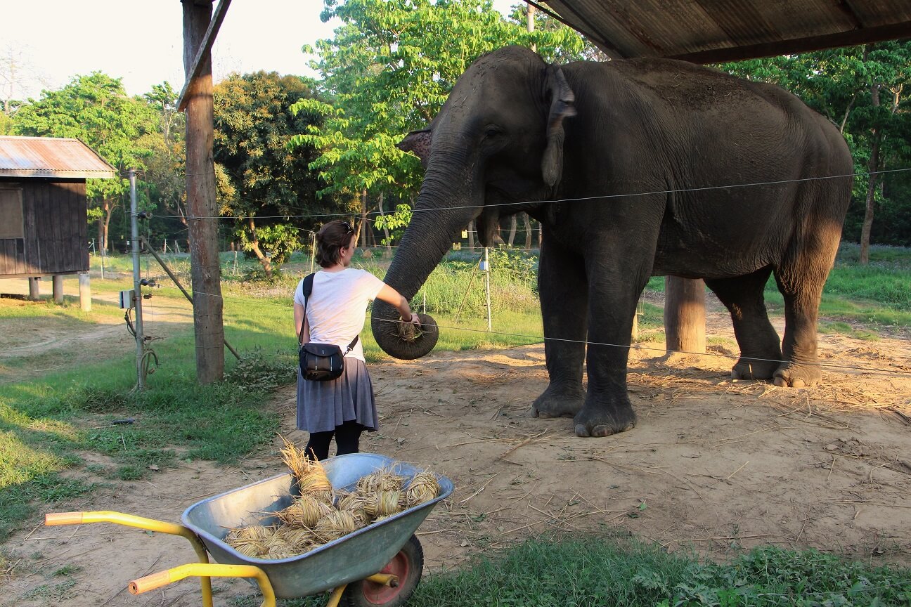 Frau füttert Elefant