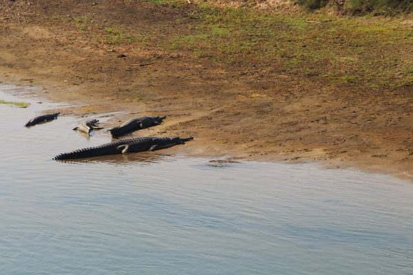 Krokodile im Chitwan Nationalpark