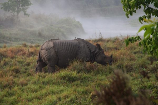 Panzernashorn im Chitwan Nationalpark