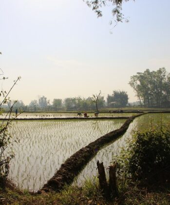 Reisfelder im Nationalpark in Chitwan