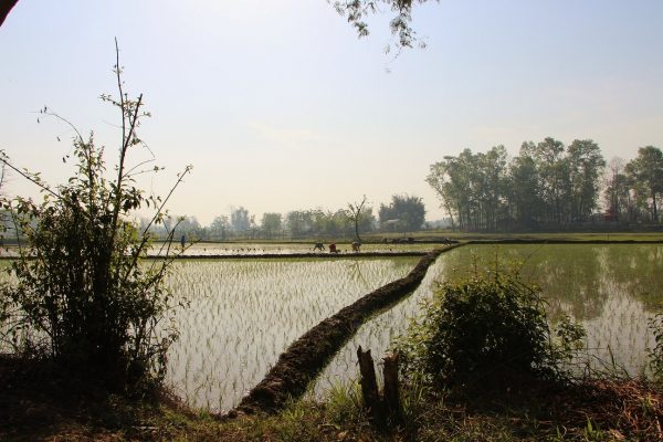 Reisfelder im Nationalpark in Chitwan