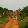 Vier Giraffen in Uganda