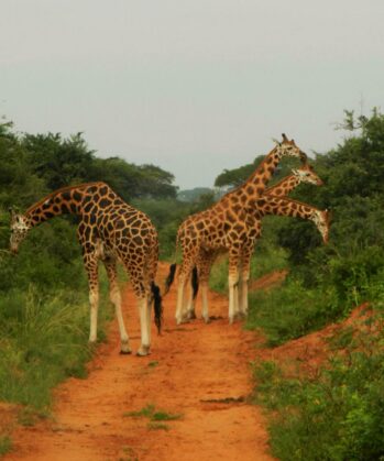 Vier Giraffen in Uganda