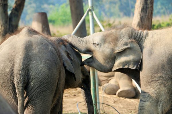 Zwei Elefanten in Chitwan
