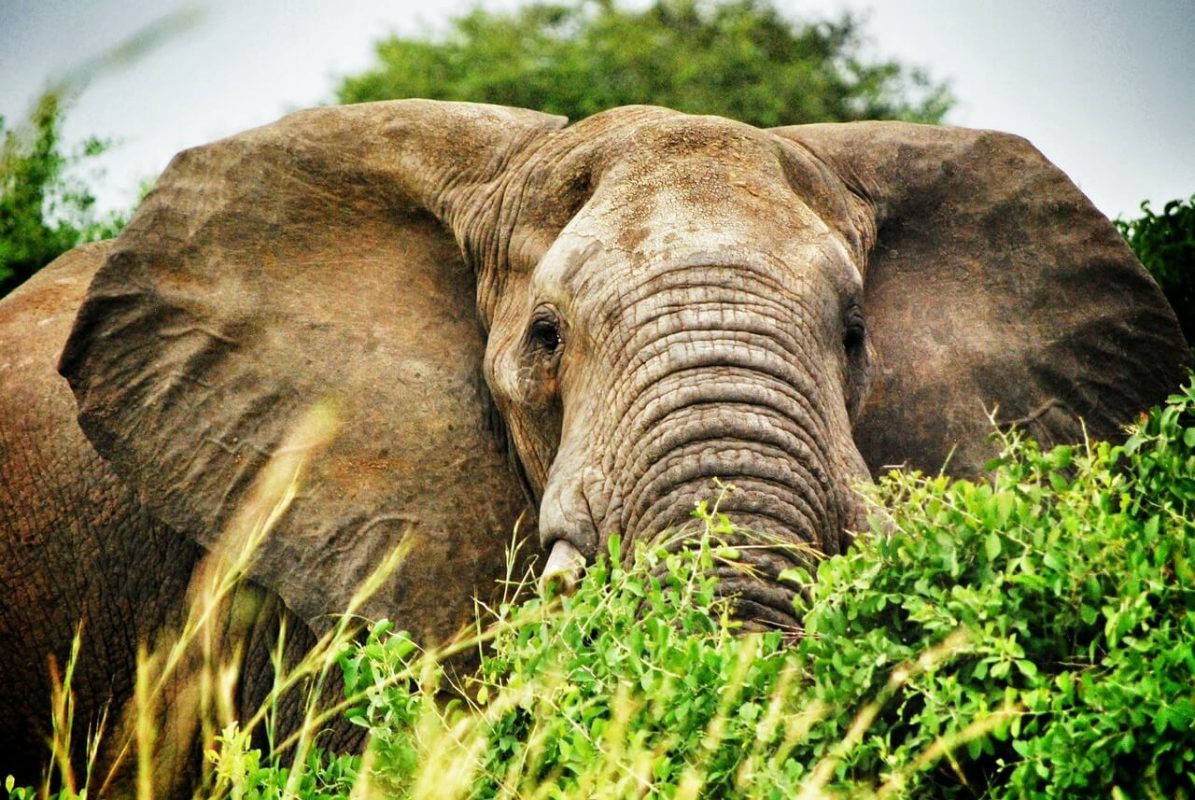 Elefant in Uganda