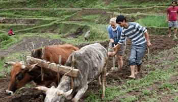 Farming in Gaujini