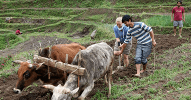 Farming in Gaujini