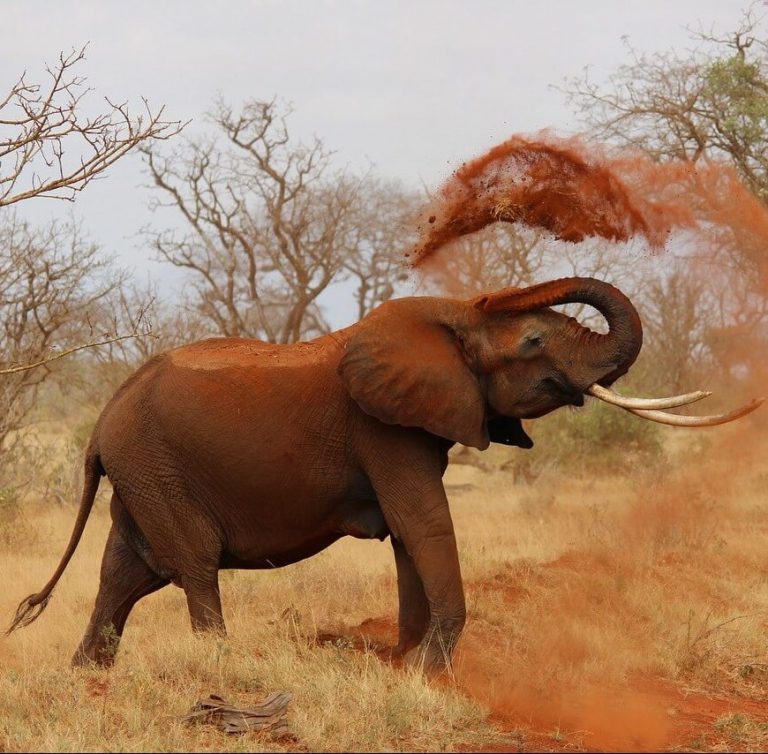 Elefant wirft Erde mit seinem Rüssel