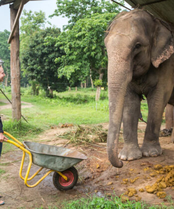 Upgrade: Elefanten-Experience Chitwan – Bild 2