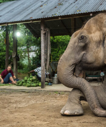 Upgrade: Elefanten-Experience Chitwan – Bild 9
