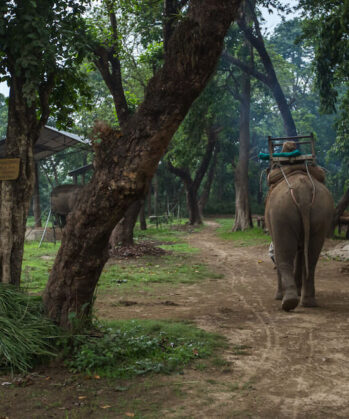 Upgrade: Elefanten-Experience Chitwan – Bild 8