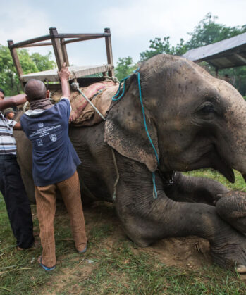 Upgrade: Elefanten-Experience Chitwan – Bild 7