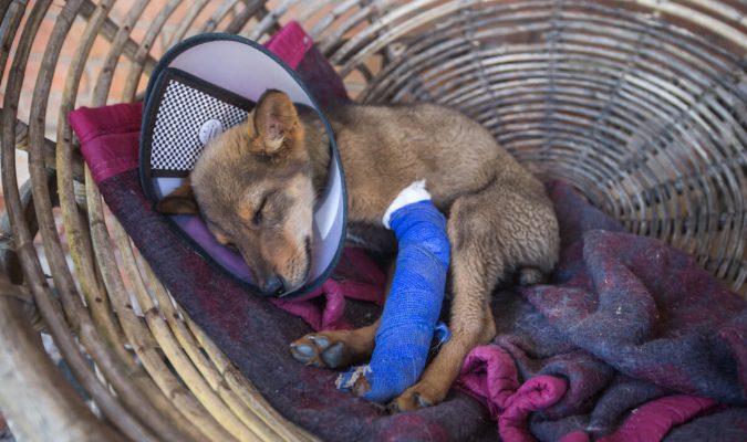 Freiwilligenarbeit im Straßenhundeprojekt NEPAL