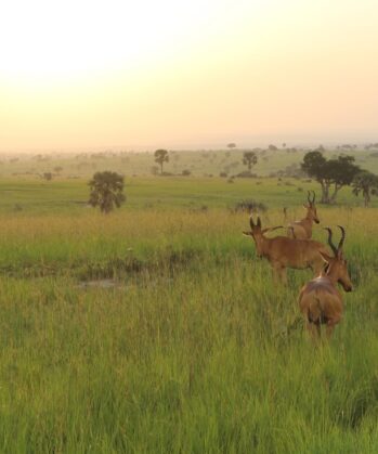 Upgrade: Safari Murchison Falls Nationalpark – Bild 2