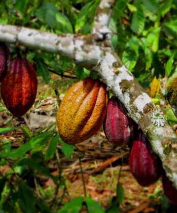 Kakaofrüchte in Uganda