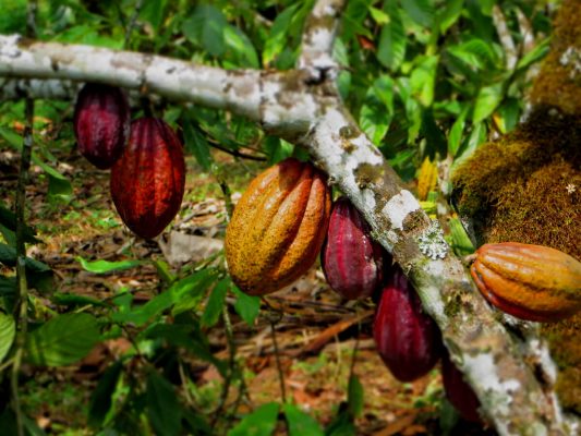 Kakaofrüchte in Uganda