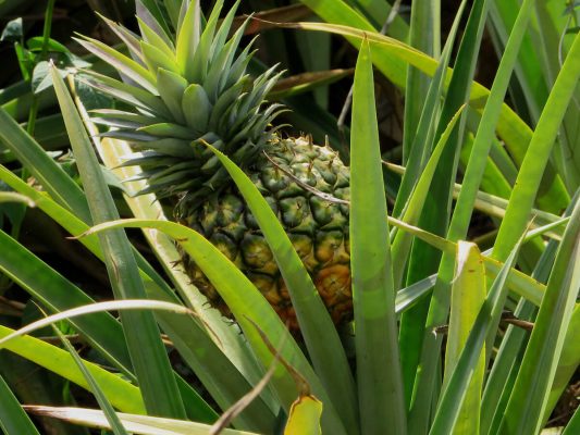 Leckere Ananas aus Uganda