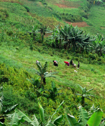 Einheimische beim Farming in Uganda