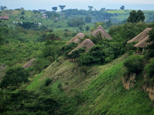 Sattgrüne Landschaft in Zentraluganda