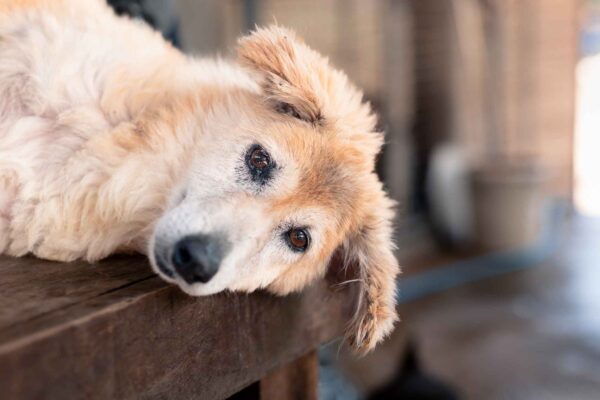 Straßenhunde-Projekt auf SRI LANKA