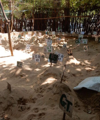 Meeresschildkröten-Schutzprojekt SRI LANKA – Bild 2