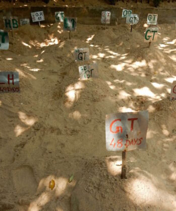 Meeresschildkröten-Schutzprojekt SRI LANKA – Bild 12