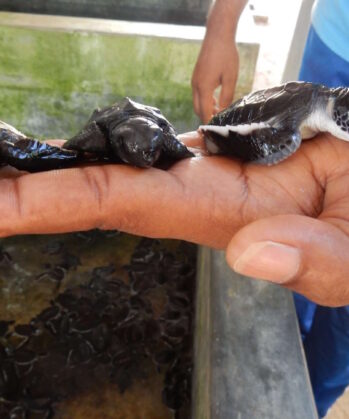 Meeresschildkröten-Schutzprojekt SRI LANKA – Bild 6