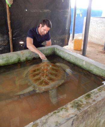 Meeresschildkröten-Schutzprojekt SRI LANKA – Bild 11